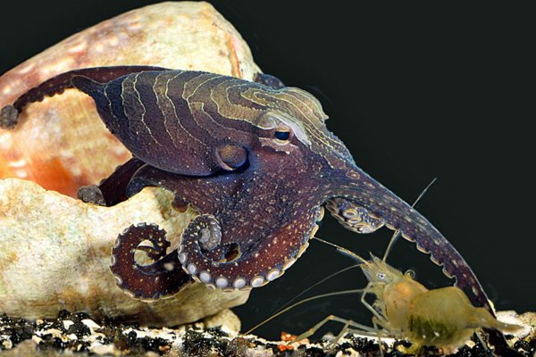 Hydra kraken