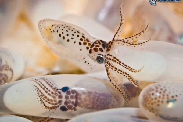 Kraken настоящая ссылка