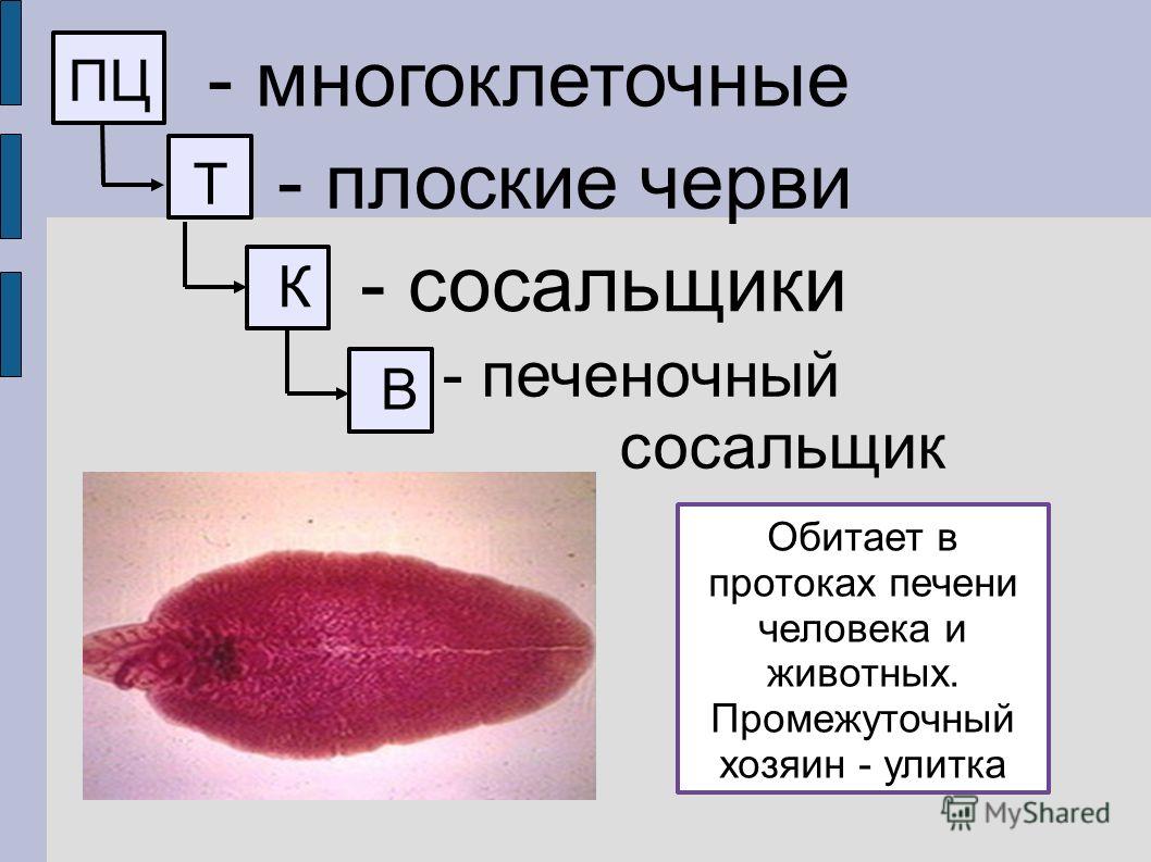 Даркнет официальный сайт на русском