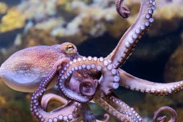Kraken tor link